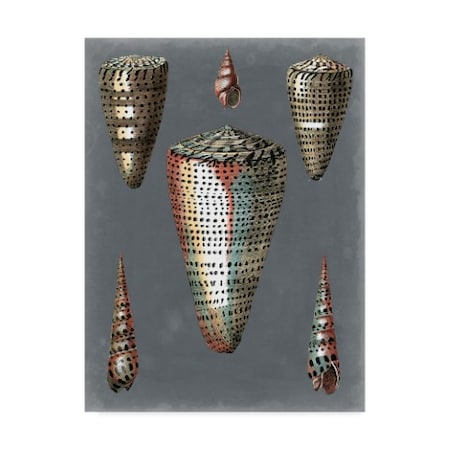 Pierre Redoute 'Midnight Shells Ii' Canvas Art,14x19